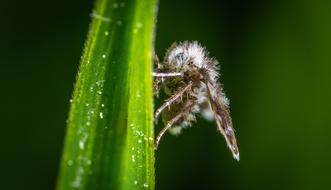 Macro Insect