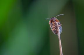 Macro Insect Beetle