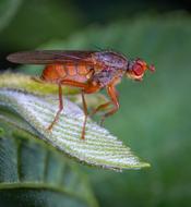 Macro