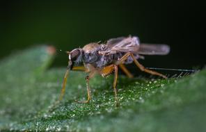 Macro