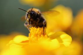 Hummel Insect Pollination