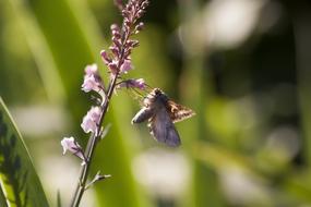 Owls Butterfly Insect
