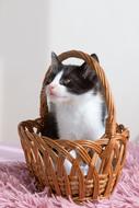 Kitten Pet in basket