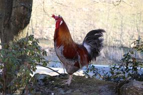 farm Chicken poultry