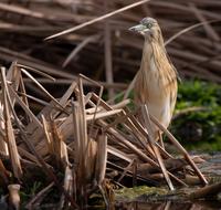 Bird Nature Birdwatching Squacco