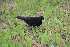 Bird Black Toscana