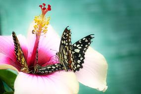 Butterfly Close Up Insect
