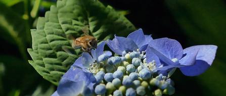 Bee Honey Insect