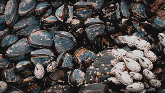 Shells Sea Beach