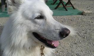 Swiss White Shepherd Dog Animals I