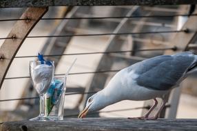 Seagull Glasses Bird