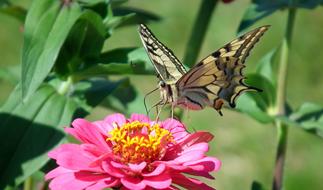 Butterfly Insect Paż Queen
