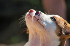 Dogs Puppies Begging