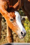 a brown horse with a white pattern.