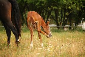 Horse Fuchs Suckling