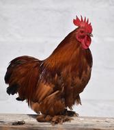 Chicken Color Farm