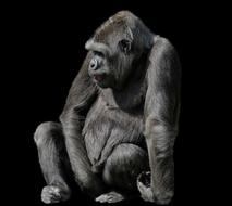 Animals Monkey Gorilla
