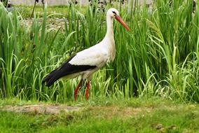 Stork Ditch Netherlands