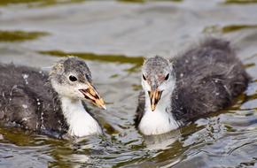 Coot Duck Chicks Water