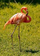 Henry Vilas Zoo Flamingo