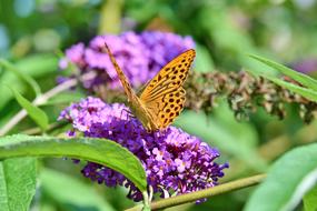 Butterfly Large Fritillary Color