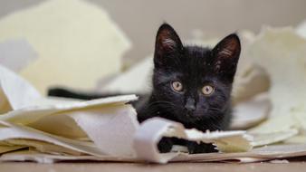 Kitten Cat Cute