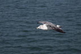 Seagull New Animal