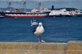 Seagull Bird Port