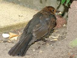 Blackbird Songbird Bird
