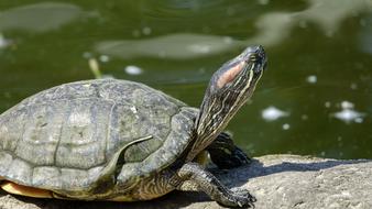 Turtle Warms Sun
