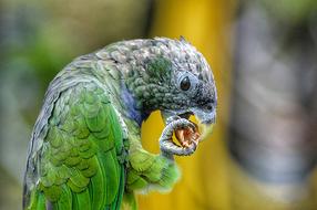 Birds Parrot Plumage