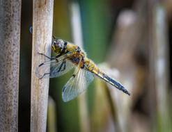 Dragonfly Insect in Nature macro photo