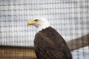 Raptor Bird Of Prey