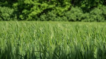 green wheat in the field