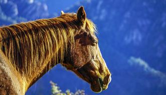 Horse Equine Head