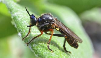Insect Fly Nature