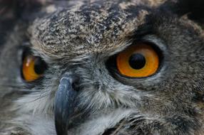 owl menacing stare