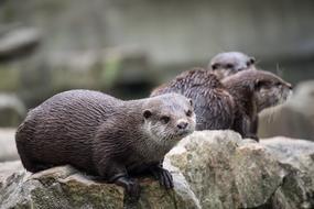 Otter Mammal Rodent