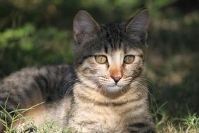 Cat Domestic Pet