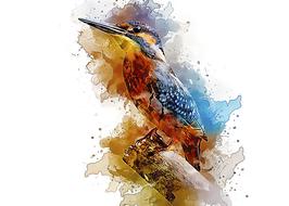 Watercolor drawing of a bird