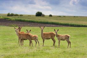 Animal Roe Deer