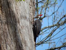 Pileated Woodpecker