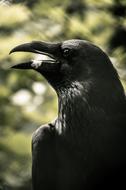 Bird Nature Animal