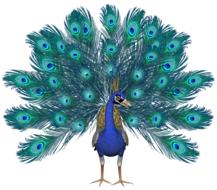Peacock Bird Feathers