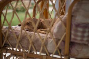 Dog Sleep Recreation