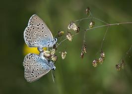 Butterfly Blue Mating