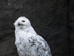 Snowy Owl Animal