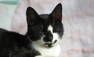 Cat Feline Head Beards