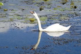 wild Swan Bird swimming in Water