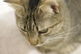 Cat Hunter